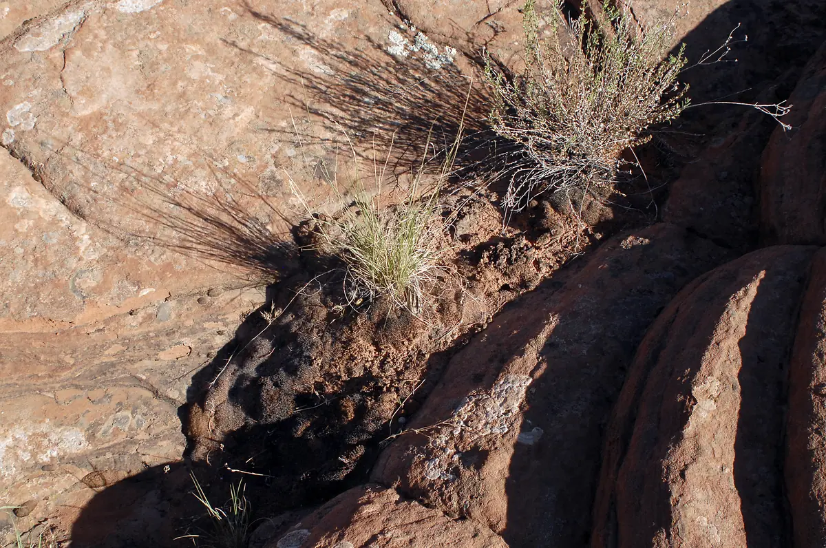 Close view of a red sandstone surface with dark biological soil crust and a small plant, Snow Canyon State Park.