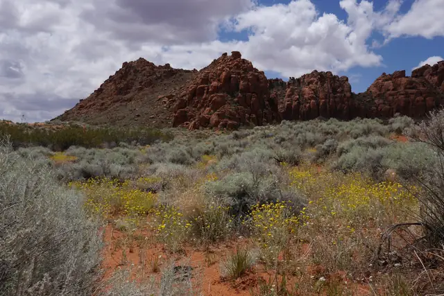 Yellow desert wildflowers and sagebrush in front of red sandstone hills in Snow Canyon State Park.