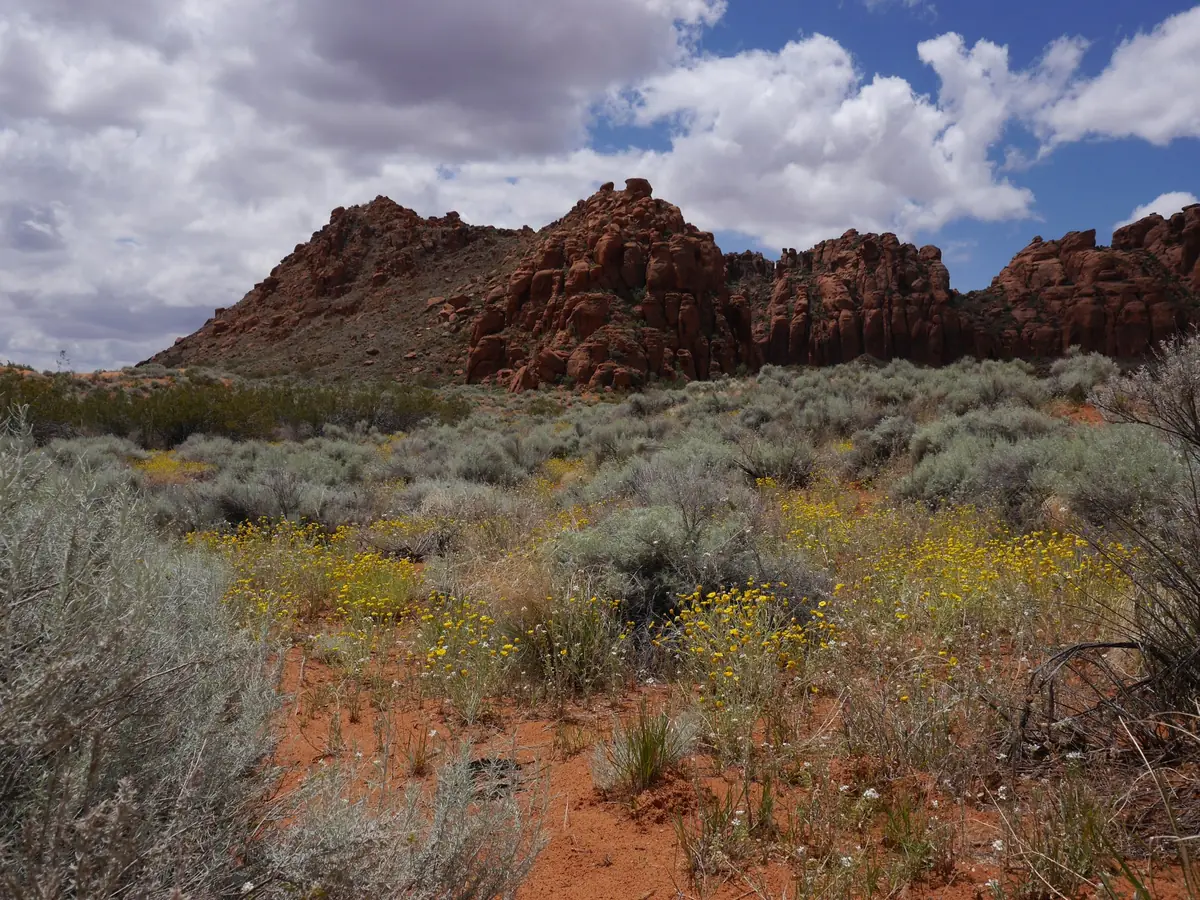 Yellow desert wildflowers and sagebrush in front of red sandstone hills in Snow Canyon State Park.
